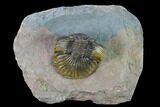 Platyscutellum Trilobite - Tafraoute, Morocco #170714-1